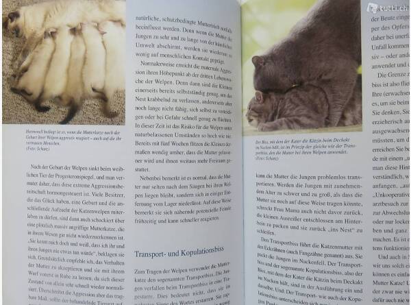 Auktion Schweiz | Bücher & Musik | Kätzisch für Nichtkatzen (Martina Braun)