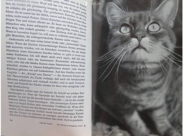 Auktion Schweiz | Bücher & Musik | Umgang mit Katzen (Margaret Cooper Gay)